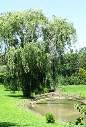 West Swinney Park Disc Golf Course