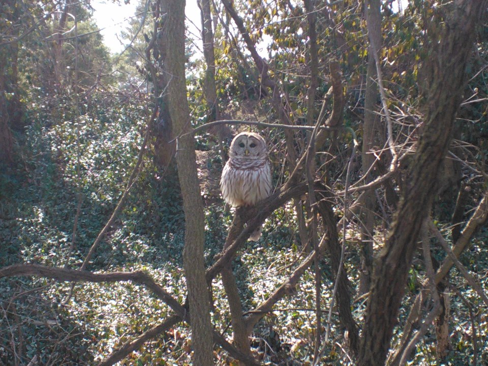 owl